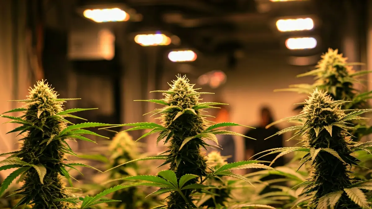 Imagen de una plantación de marihuana en interior con luces de cultivo y cableado eléctrico.