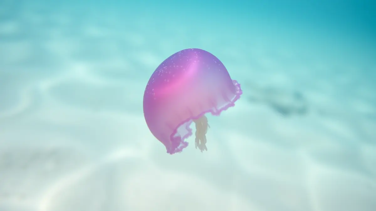 Imagen de una medusa Pelagia Noctiluca de color rosa-violeta en el agua del mar, con el fondo marino desenfocado.