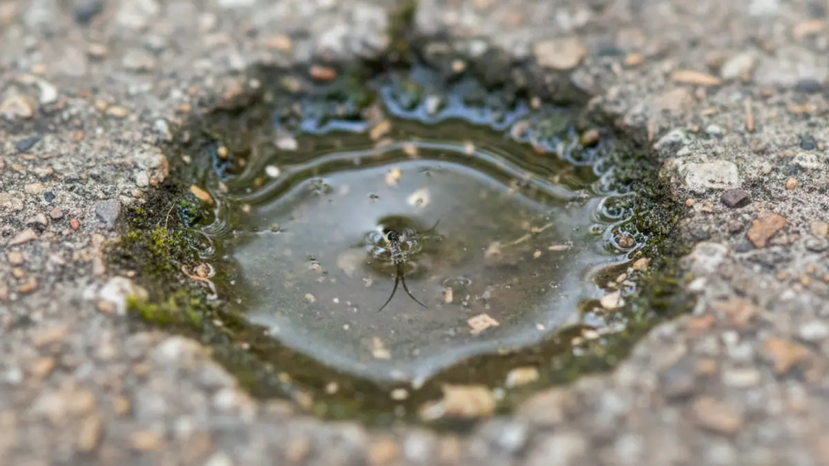 Imagen genérica de agua estancada con larvas de mosquito, un foco de cría.