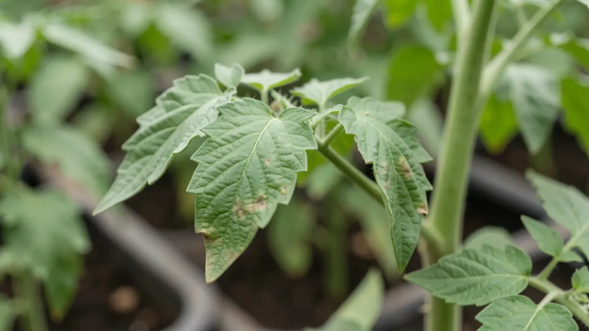 Generic image of plant leaves under stress.
